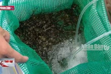 Phú Yên: Giá tôm hùm giống tăng cao, ngư dân thận trọng thả nuôi