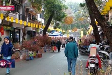 Rực rỡ sắc màu chợ hoa xuân Hàng lược