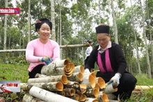 Đa dạng mô hình sinh kế, tạo điều kiện cho người dân thoát nghèo
