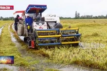 Thiếu máy cắt để cứu lúa đổ do lũ