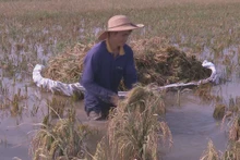 Bà con nông dân xã Văn Xá, huyện Kim Bảng (Hà Nam) thu hoạch lúa sau đợt mưa, bão vừa qua. (Ảnh: ĐÀO PHƯƠNG)