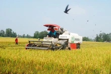Người dân xã Hậu Mỹ Trinh, huyện Cái Bè (Tiền Giang) thu hoạch lúa hè thu 2023. (Ảnh: Nguyễn Sự)