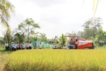 Mô hình thí điểm canh tác lúa phát thải thấp ở Hợp tác xã Nông nghiệp Phước Hảo, tỉnh Trà Vinh.
