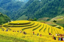 Du khách khám phá vẻ đẹp của ruộng bậc thang tại xã La Pán Tẩn, huyện Mù Cang Chải (Yên Bái). (Ảnh Hạnh Hoàng) 