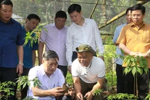 Bí thư Tỉnh ủy Sơn La Nguyễn Hữu Đông cùng đoàn công tác kiểm tra vườn sâm Ngọc Linh tại bản Sam Ta, xã Chiềng Chung, huyện Mai Sơn.