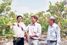 Một vườn chuyên canh cây mãng cầu (na) cho thu hoạch cao gấp nhiều lần so với trồng lúa ở Tây Ninh.