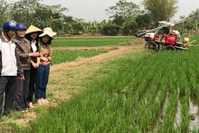 Nông dân tỉnh Thái Bình áp dụng cơ giới hóa vào sản xuất lúa.
