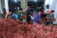 Điểm mua bán vải thiều tại huyện Lục Ngạn, tỉnh Bắc Giang.