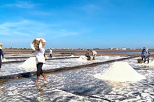 Diêm dân xã Điền Hải, huyện Đông Hải, tỉnh Bạc Liêu thu hoạch muối.