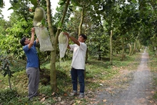 Kết quả chuyển đổi cơ cấu kinh tế, góp phần hoàn thành mục tiêu xây dựng nông thôn mới ở xã Đốc Binh Kiều, huyện Tháp Mười (Đồng Tháp) luôn có sự gương mẫu, đi đầu của đội ngũ cán bộ, đảng viên.