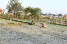 Vụ chính Đông Xuân này, các hộ nông dân trồng từ vài năm m2 đến 1ha kiệu, chỉ mong một mùa bội thu.