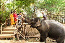 Du lịch thân thiện với voi tại Trung tâm du lịch Cầu treo Buôn Đôn.