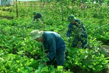 Cán bộ, nhân viên Đội Công binh số 3 sáng tạo làm nên những vườn rau xanh tốt giữa lòng chảo khô cằn châu Phi. Ảnh: Đội Công binh số 3 cung cấp.