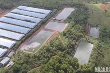 Trong năm 2023 tỉnh Đắk Nông và Sở Tài nguyên và Môi trường ban hành 27 Quyết định xử phạt các trang trại chăn nuôi heo vì vi phạm các quy định về bảo vệ môi trường, với số tiền phạt gần 5 tỷ đồng.
