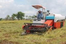 Nông dân Cần Thơ thu hoạch lúa bằng máy gặt đập liên hợp. 