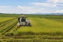 Nông dân huyện Quảng Ninh (Quảng Bình) thu hoạch lúa hè thu.