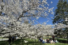 Làng hoa anh đào Kenwood ở thủ đô Washington D.C. thu hút đông đảo khách du lịch trên thế giới đến thưởng ngoạn. (Ảnh: TTXVN)