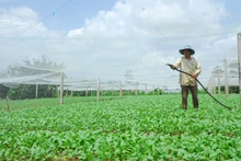 Trồng rau màu ở hợp tác xã rau Tân Đông, huyện Gò Công Đông, tỉnh Tiền Giang.