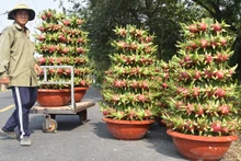 Thanh long chậu được tập hợp chờ giao cho khách.