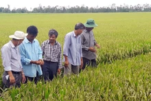 Cán bộ nông nghiệp phố biến kiến thức, kỹ thuật canh tác tiên tiên cho nông dân.