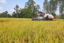 Xứ sở hạt gạo “ngon nhất thế giới”