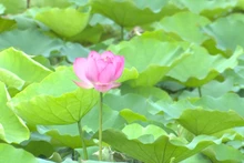 Chế biến các sản phẩm tại Hợp tác xã nông nghiệp Sen Quê Bác. (Ảnh NHẬT THÀNH)
