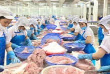 Chế biến cá tra xuất khẩu.