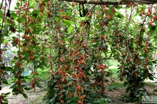 Mùa dâu chín ở Phúc Thọ. (Ảnh: Thế Dương)