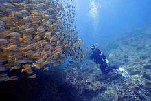 Du khách Việt lặn biển tại đảo Koh Phi Phi, Thái Lan. (Ảnh: Internet)