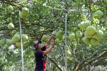 Bưởi Tân Triều cây nặng trĩu quả được chăm sóc kỹ lưỡng để bán Tết Nguyên đán Quý Mão 2023.