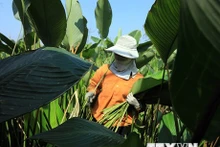Làng Tràng Cát có truyền thống trồng lá dong hàng trăm năm tuổi. (Ảnh: TTXVN)
