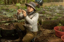Từ “hạt ngọc quý” nơi “đỉnh trời” Ngọc Linh đến ước mơ đưa sản phẩm OCOP vươn tầm quốc tế
