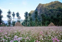Mùa hoa tam giác mạch ở Mèo Vạc, Hà Giang.