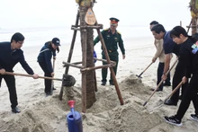 Đà Nẵng ra quân trồng dừa tại các bãi biển du lịch sáng ngày 21/12. (Ảnh: ANH ĐÀO)
