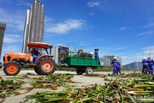 Công ty Cổ phần Môi trường đô thị Đà Nẵng huy động khoảng 100 công nhân cùng phương tiện ra quân thu gom rác dọc các tuyến đường biển. (Ảnhh: ANH ĐÀO)
