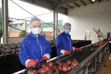 Dự kiến năm nay trái chanh dây của Việt Nam sẽ chính thức được cấp phép xuất khẩu sang thị trường Mỹ.