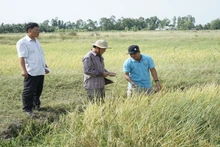 Nông dân đẩy mạnh sản xuất các giống lúa chất lượng cao để tăng giá bán. 