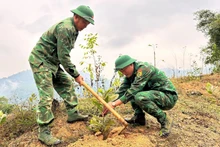 Tết trồng cây năm nay được Đồn Biên phòng Tam Quang phát động vào ngày 4/2. Hàng trăm cây keo và nhiều loại cây khác đã được cán bộ, chiến sĩ đơn vị trồng ở các khu vực đồi trống, đất dốc…