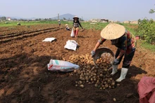 Cây khoai tây phù hợp khí hậu, thổ nhưỡng huyện Diễn Châu.