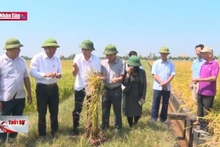 Sản xuất lúa ''tiến vua'' theo hướng hữu cơ
