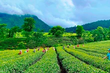 Tân Uyên được xem là thủ phủ của cây chè Lai Châu.