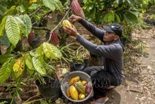 Nông dân thu hoạch quả ca-cao tại Yogyakata, Indonesia. (Ảnh: THX/TTXVN)