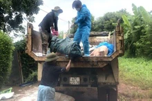 Xuất hiện ổ dịch tả lợn châu Phi tại thành phố Buôn Ma Thuột