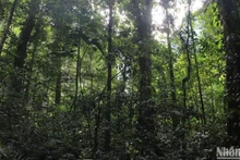 Gần 159.000ha rừng ở Quảng Ngãi có nguy cơ cháy cao.