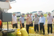 Phó Bí thư Tỉnh ủy, Chủ tịch Ủy ban nhân dân tỉnh Quảng Trị Võ Văn Hưng kiểm tra tiến độ thu hoạch lúa ở huyện Triệu Phong.