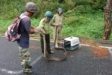Lực lượng chức năng đưa cá thể trăn về chăm sóc và sẽ thả về rừng bán đảo Sơn Trà sau khi trăn khỏe mạnh trở lại. (Ảnh: Nhóm chung tay cứu hộ và bảo tồn động vật hoang dã Sơn Trà cung cấp)