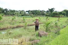 Khu vực đất mà bà Phạm Thị Cúc và các ông Nguyễn Văn Huy và Nguyễn Văn Huỳnh đang tranh chấp tại thôn 7, xã Hòa Xuân, thành phố Buôn Ma Thuột.