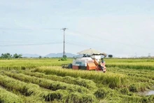 Máy gặt hoạt động hết công suất thu hoạch lúa hè thu chạy bão ở huyện Nam Đàn.