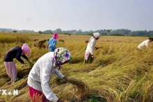 Nông dân thu hoạch lúa trên cánh đồng ở Nagaon (Ấn Độ). (Ảnh: ANI/TTXVN)