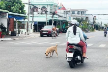 Chó thả rông nơi công cộng gây nguy hiểm cho cộng đồng. (Ảnh: Báo Nhân Dân)